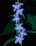 Campanulastrum americanum (L.) Small
