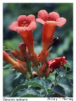Campsis radicans (L.) Seem. ex Bureau