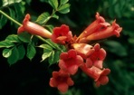 Campsis radicans (L.) Seem. ex Bureau