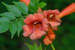 Campsis radicans (L.) Seem. ex Bureau