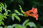 Campsis radicans (L.) Seem. ex Bureau