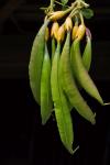 Campsis radicans (L.) Seem. ex Bureau
