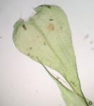 Campyliadelphus chrysophyllus (Brid.) Kanda