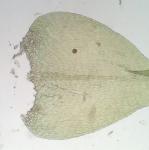 Campyliadelphus chrysophyllus (Brid.) Kanda