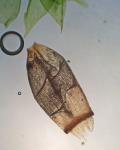 Campyliadelphus chrysophyllus (Brid.) Kanda