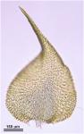 Campylophyllum hispidulum (Brid.) Hedenäs