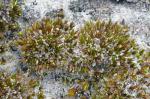 Campylopus carolinae Grout