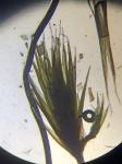 Campylopus carolinae Grout