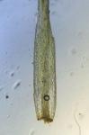 Campylopus carolinae Grout