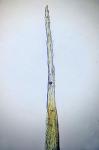 Campylopus carolinae Grout
