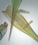 Campylopus surinamensis Müll. Hal.