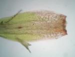 Campylopus surinamensis Müll. Hal.