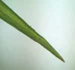 Campylopus tallulensis Sull. & Lesq.