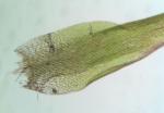 Campylopus tallulensis Sull. & Lesq.