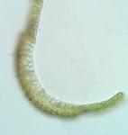 Campylopus tallulensis Sull. & Lesq.