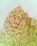 Campylopus tallulensis Sull. & Lesq.