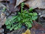Capsella bursa-pastoris (Linnaeus) Medicus