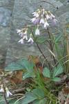 Cardamine angustata O. E. Schulz