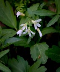 Cardamine angustata O. E. Schulz
