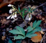 Cardamine angustata O. E. Schulz