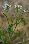 Cardamine bulbosa (Schreber ex. Muhlenberg) Britton, Sterns & Poggenberg