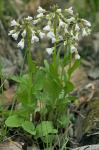Cardamine bulbosa (Schreber ex. Muhlenberg) Britton, Sterns & Poggenberg