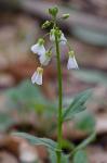Cardamine bulbosa (Schreber ex. Muhlenberg) Britton, Sterns & Poggenberg