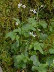 Cardamine clematitis Shuttleworth ex. A. Gray