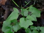Cardamine clematitis Shuttleworth ex. A. Gray