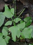 Cardamine clematitis Shuttleworth ex. A. Gray