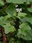 Cardamine clematitis Shuttleworth ex. A. Gray