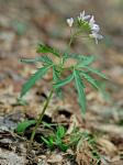 Cardamine concatenata (Michaux) O. Schwarz