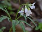 Cardamine concatenata (Michaux) O. Schwarz