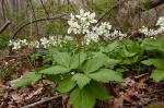 Cardamine diphylla (Michaux) A. Wood