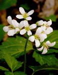 Cardamine diphylla (Michaux) A. Wood