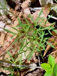 Cardamine dissecta (Leavenworth) Al-Shehbaz