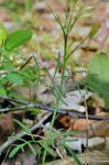 Cardamine dissecta (Leavenworth) Al-Shehbaz