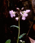 Cardamine douglassii Britton