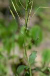 Cardamine douglassii Britton