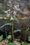 Cardamine douglassii Britton