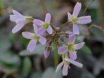 Cardamine douglassii Britton