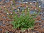 Cardamine hirsuta Linnaeus