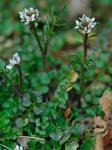 Cardamine hirsuta Linnaeus