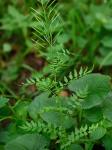 Cardamine impatiens Linnaeus