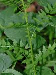 Cardamine impatiens Linnaeus