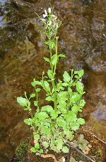 Cardamine micranthera Rollins