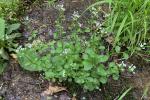 Cardamine micranthera Rollins