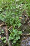 Cardamine micranthera Rollins