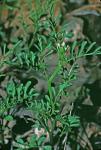 Cardamine parviflora Linnaeus var. arenicola (Britton) O. E. Schulz