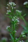 Cardamine pensylvanica Muhlenberg ex Willdenow